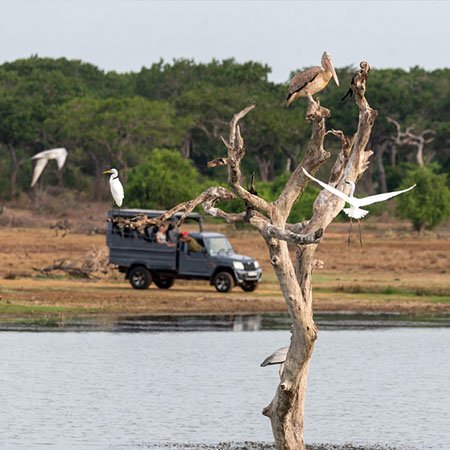 Yala Day Tour – Safari Adventure in the Wilderness image